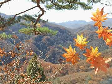 新澳門最準(zhǔn)最快免費(fèi)——探索澳門的最新動態(tài)與獨(dú)特魅力，澳門最新動態(tài)揭秘，魅力獨(dú)特，免費(fèi)獲取最準(zhǔn)最快信息指南