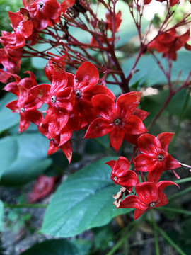 狀元紅網，揭秘4987精準資料的秘密，狀元紅網揭秘，精準資料4987背后的秘密