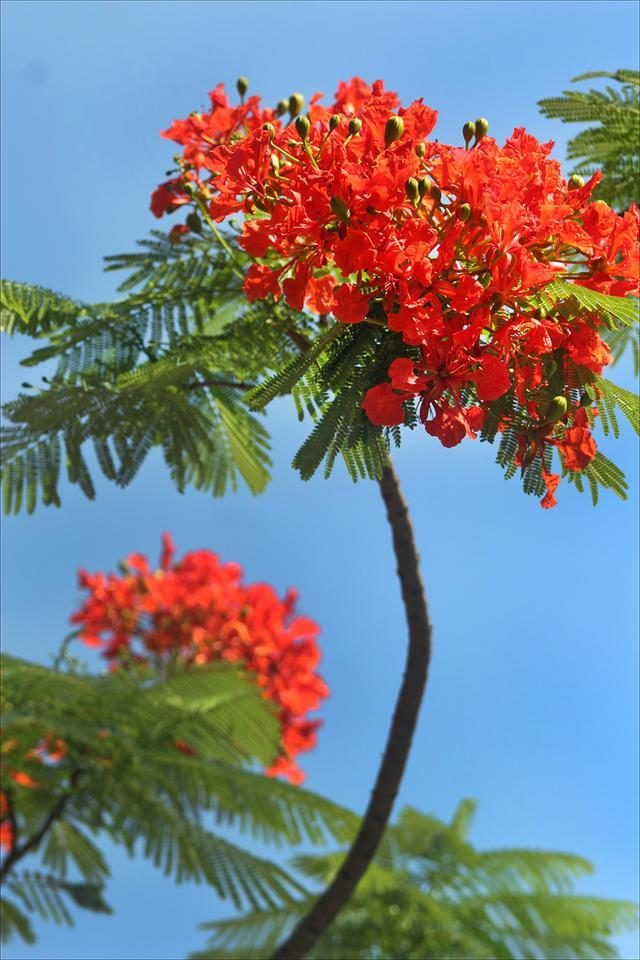 狀元紅，揭秘4987最準(zhǔn)最快的秘密武器，狀元紅，揭秘最準(zhǔn)最快的秘密武器 4987