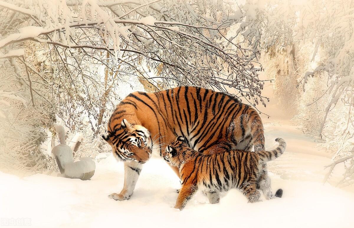 揭秘十二生肖之王，20一肖動物圖王中王，揭秘十二生肖之王，揭秘圖王中的動物之王