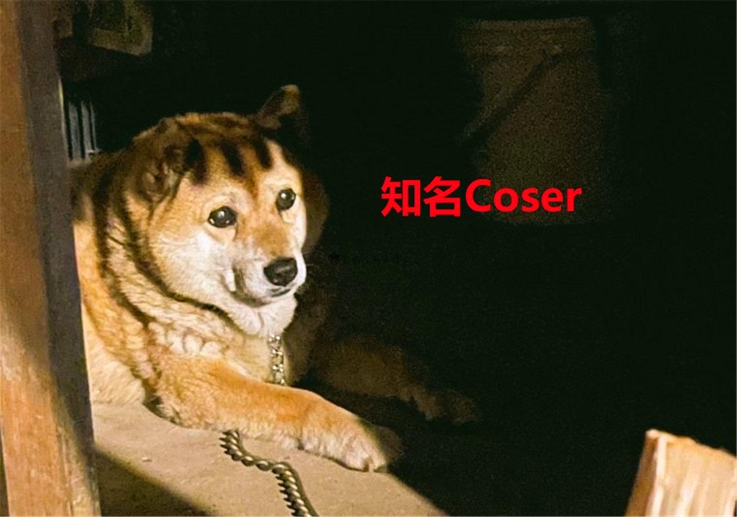 豬狗同行王中王，猜一肖，深度解析與SEO優(yōu)化，豬狗同行王中王猜謎解析與SEO優(yōu)化技巧，深度解析揭秘生肖之謎