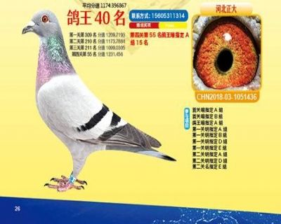 王中王四馬一肖，探尋背后的故事與奧秘，王中王四馬一肖，背后的故事與奧秘探尋