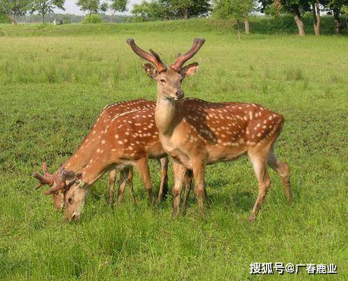 最新版本的6566cc澳彩資料大全介紹與特色功能解析，最新6566cc澳彩資料大全介紹與特色功能深度解析