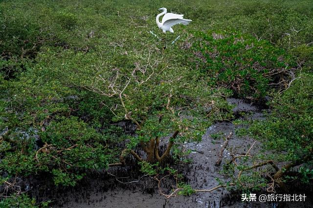 茂密森林中的王者——探尋王中王一肖的神秘魅力，森林王者揭秘，一肖的神秘魅力探尋