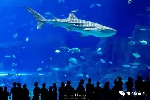 新澳門(mén)一碼一肖，揭秘深湖覓鯨的奧秘與精確性，揭秘深湖覓鯨奧秘，新澳門(mén)一碼一肖的精確探尋之旅