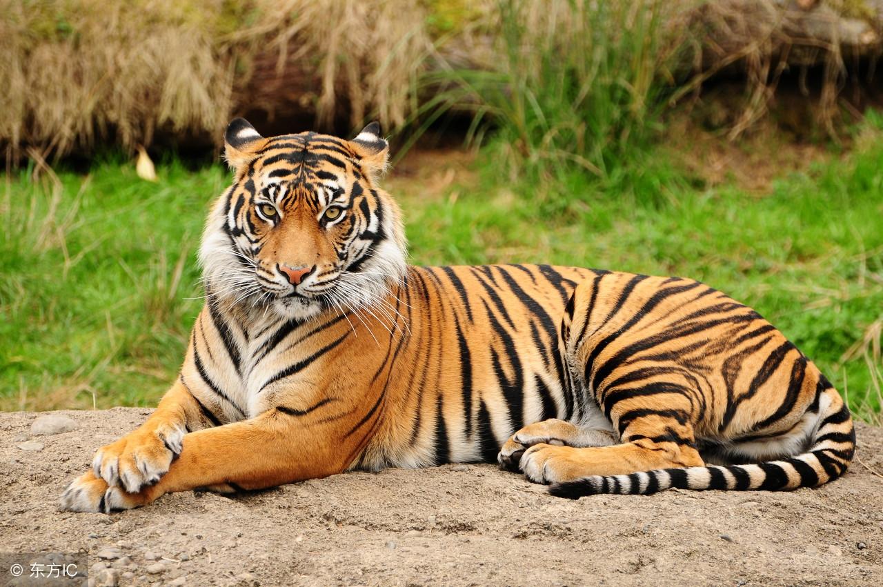 今期生肖王中王，猜一生肖——揭秘生肖奧秘，揭秘生肖王中王，今期生肖奧秘大解密