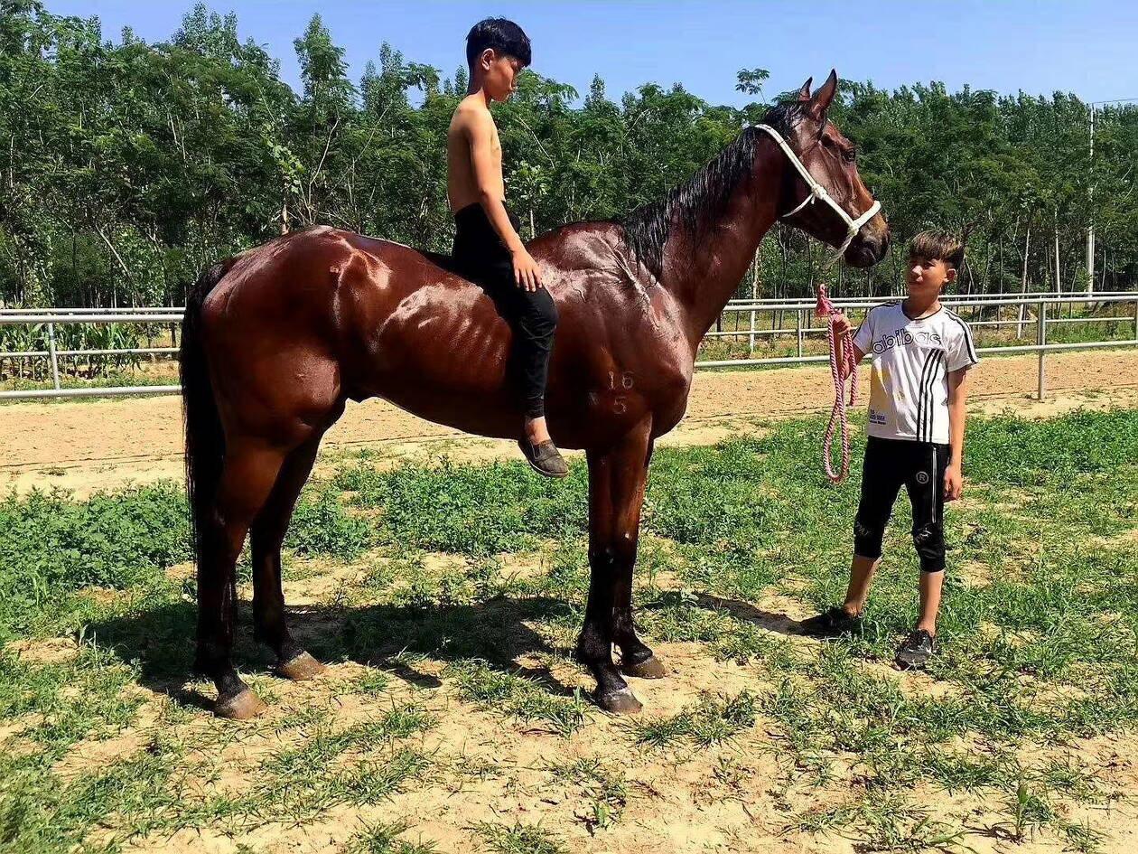 一馬爆特圖，揭秘背后的故事與SEO優(yōu)化策略，揭秘一馬爆特圖的背后故事與SEO優(yōu)化策略全攻略