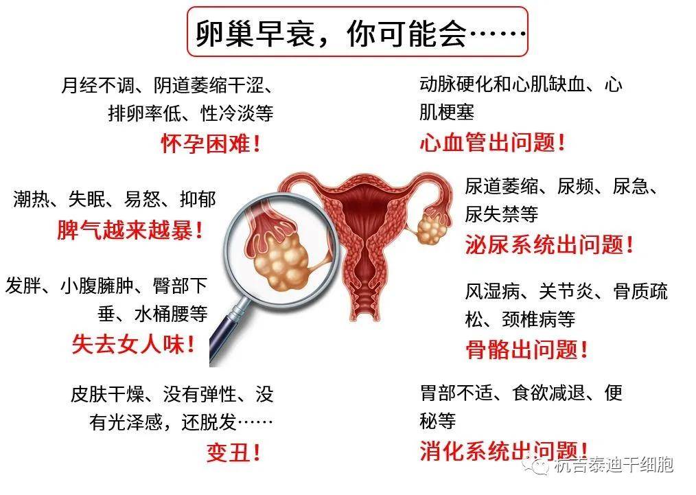 四十歲卵巢早衰能否調(diào)整回來(lái)？解讀卵巢早衰與應(yīng)對(duì)策略，四十歲卵巢早衰能否調(diào)整回來(lái)？解讀卵巢早衰現(xiàn)象及應(yīng)對(duì)策略