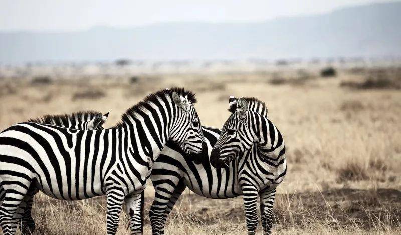 澳門一碼一肖一待一中四不像——揭開神秘面紗下的真相，澳門神秘事件揭秘，一碼一肖一待一中四不像真相探索