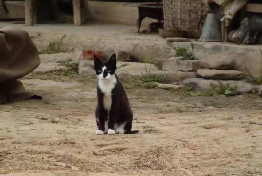 揭秘白姐王中王四不像圖一肖，神秘現(xiàn)象背后的真相，揭秘白姐王中王四不像圖一肖，神秘現(xiàn)象真相大揭秘