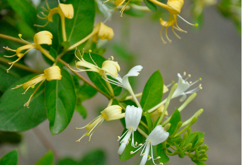 狀元紅97049精準(zhǔn)資料，深度解析與探索，狀元紅97049精準(zhǔn)資料深度解析與探索揭秘