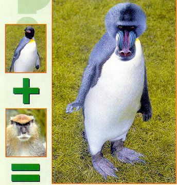 王中王四不象一肖平特圖，深度解析與探索，王中王四不象一肖平特圖，深度探索與解析報(bào)告