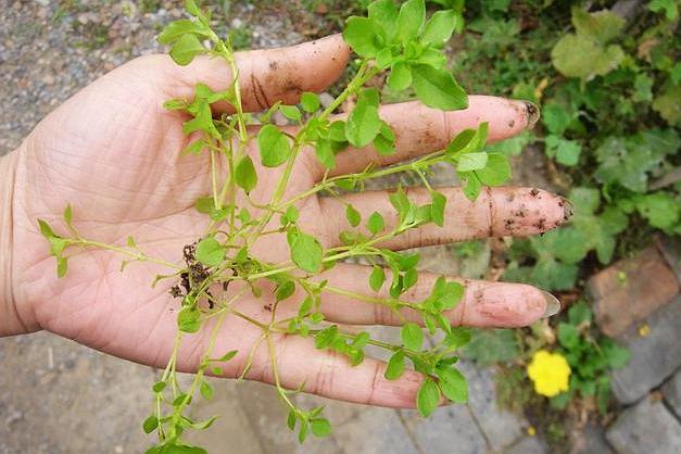 白發(fā)變黑發(fā)的簡(jiǎn)單秘方，重拾青春光彩的秘訣，青春重現(xiàn)秘訣，白發(fā)變黑發(fā)簡(jiǎn)單秘方