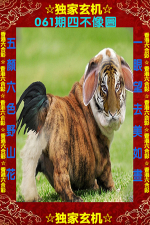 王中王四不象一肖中特，深度解讀背后的奧秘，王中王四不象一肖中特深度解析背后的奧秘