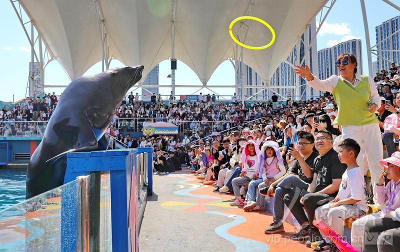 新澳2025今晚開獎結(jié)果揭曉，期待與驚喜并存，新澳2025今晚開獎結(jié)果揭曉，期待與驚喜交織的時刻