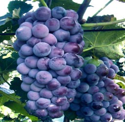 葡萄京王中王一肖，探索關(guān)鍵詞背后的故事，葡萄京王中王一肖，揭秘關(guān)鍵詞背后的傳奇故事