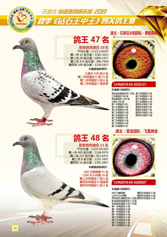 王中王一肖特四，深度解析與SEO優(yōu)化策略，王中王一肖特四深度解析與SEO優(yōu)化策略探討