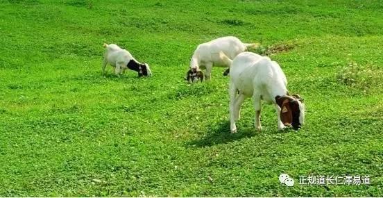 澳門(mén)出羊下期必開(kāi)一肖，揭秘生肖彩票的奧秘與策略，揭秘生肖彩票奧秘，澳門(mén)出羊后必開(kāi)一肖策略探討
