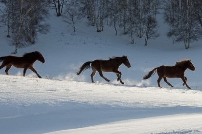 王中王一肖必中四不像，神秘現(xiàn)象解析與SEO洞察，王中王一肖四不像現(xiàn)象解析與SEO洞察揭秘