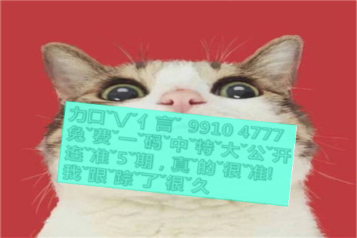 一肖啥意思，深度解析與SEO優(yōu)化文章，一肖含義深度解析與SEO優(yōu)化策略探討