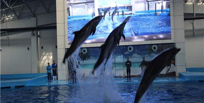 合肥海洋館門(mén)票價(jià)格詳解，合肥海洋館門(mén)票價(jià)格全面解析