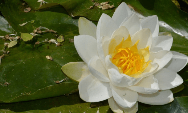 王中王493333www中特馬今晚開獎——探索彩票背后的秘密與策略，彩票背后的秘密與策略探索，王中王493333中特馬今晚開獎揭秘