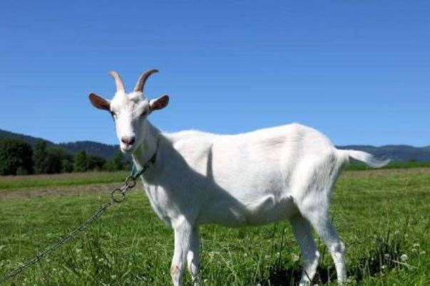 今晚澳門開三肖兔羊蛇，探索生肖運(yùn)勢與風(fēng)水預(yù)測的魅力，生肖運(yùn)勢與風(fēng)水預(yù)測探索，兔羊蛇今晚在澳門展現(xiàn)魅力