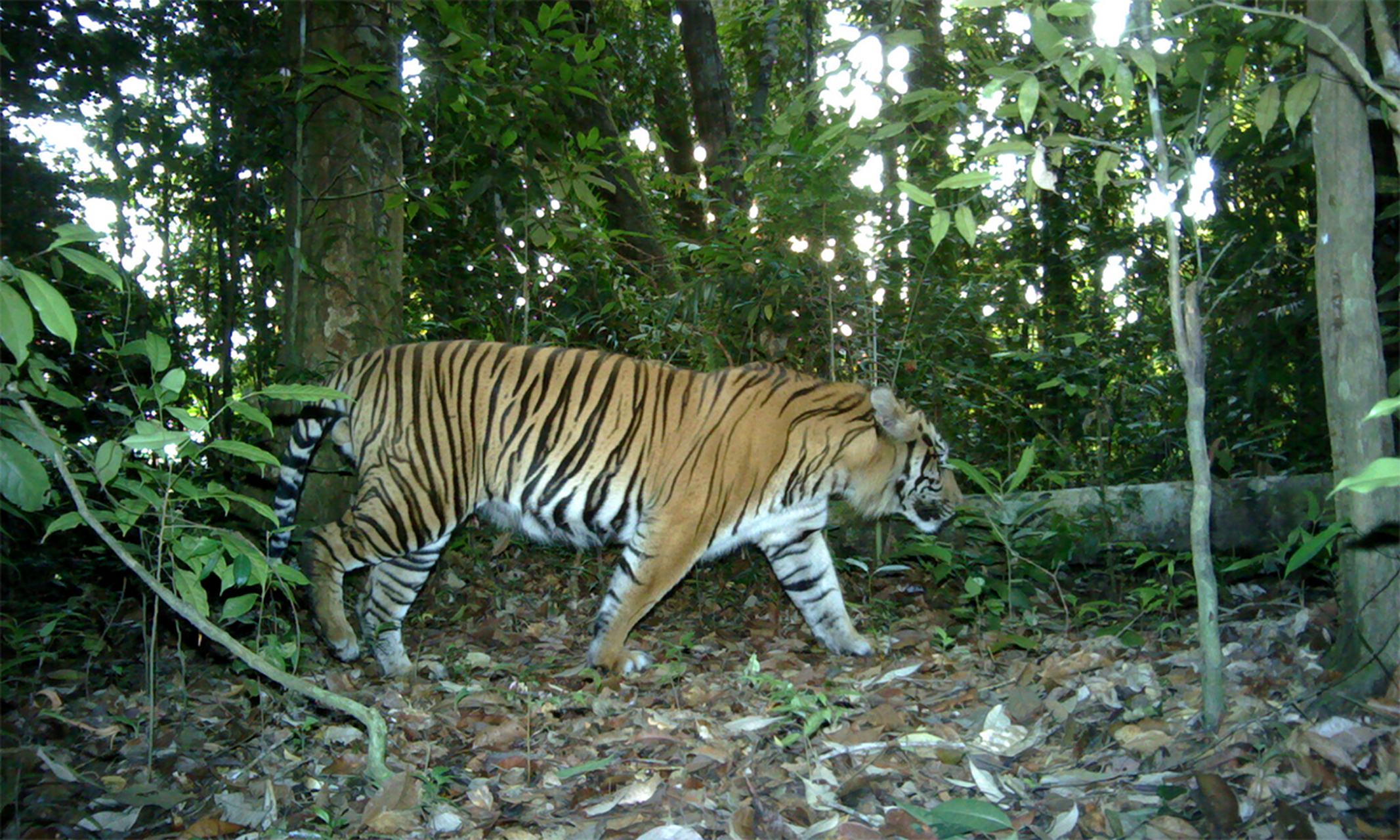 揭秘生肖之謎，茂密森林中的王者，猜一生肖揭曉答案，揭秘生肖王者之謎，森林中的王者揭曉答案，猜一生肖探秘真相