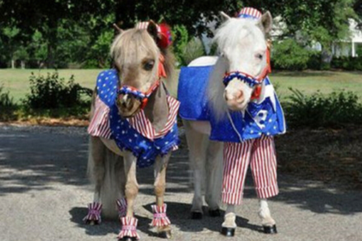 王中王與一馬中特，探尋肖的獨(dú)特魅力，肖的獨(dú)特魅力探尋之旅，王中王與一馬中特的神秘面紗