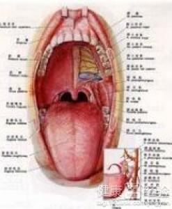 扁桃體炎最怕三種藥，了解并預(yù)防扁桃體炎的有效方法，扁桃體炎最怕的三種藥物及預(yù)防方法解析