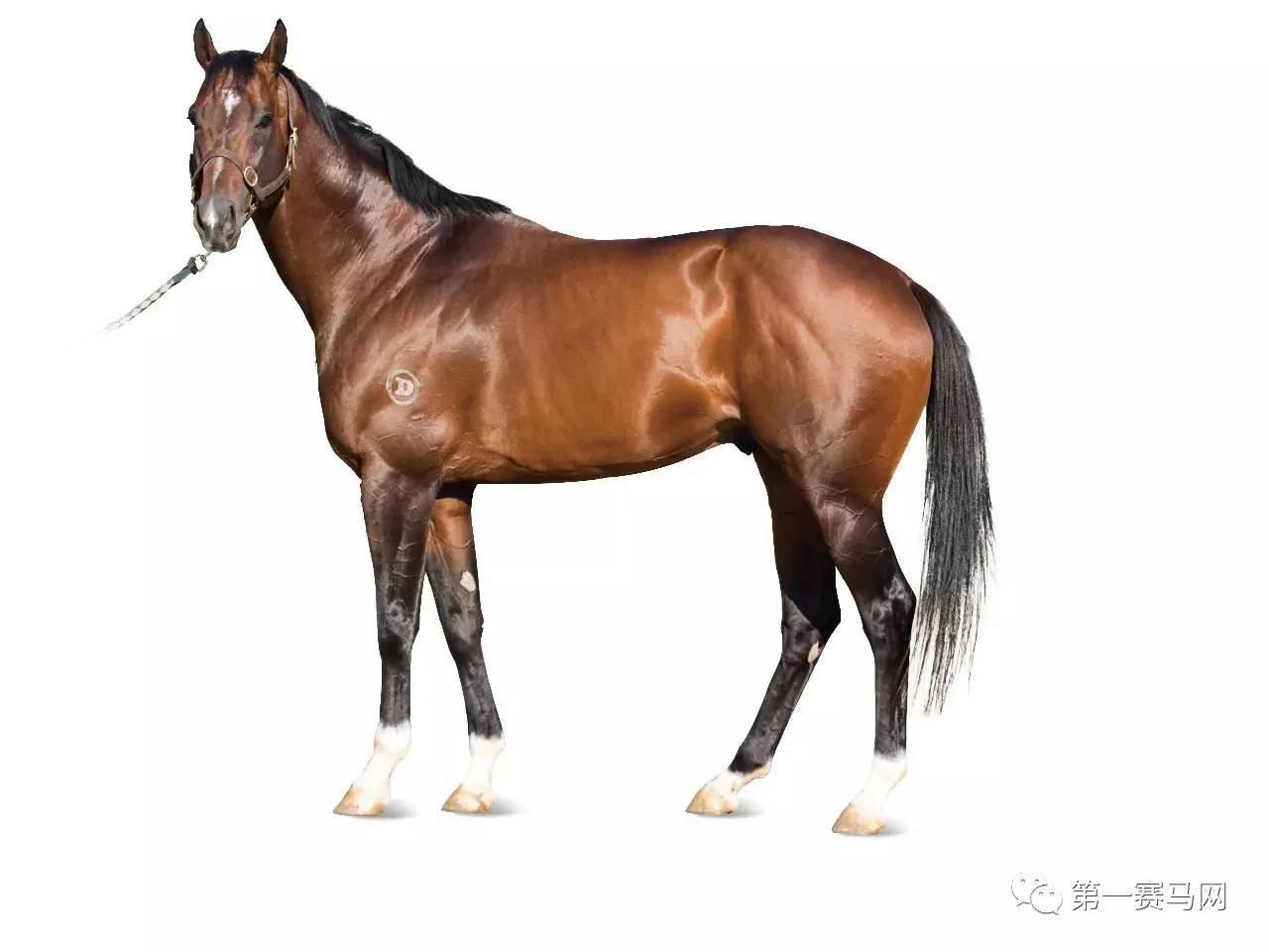 王中王資料一肖中馬，深度解析與SEO優(yōu)化策略，王中王資料一肖中馬深度解析與SEO優(yōu)化策略探討