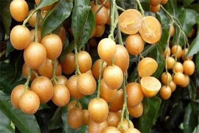 黃皮果的功效與作用，揭示其獨特的健康益處，黃皮果的獨特健康益處，功效與作用揭秘！