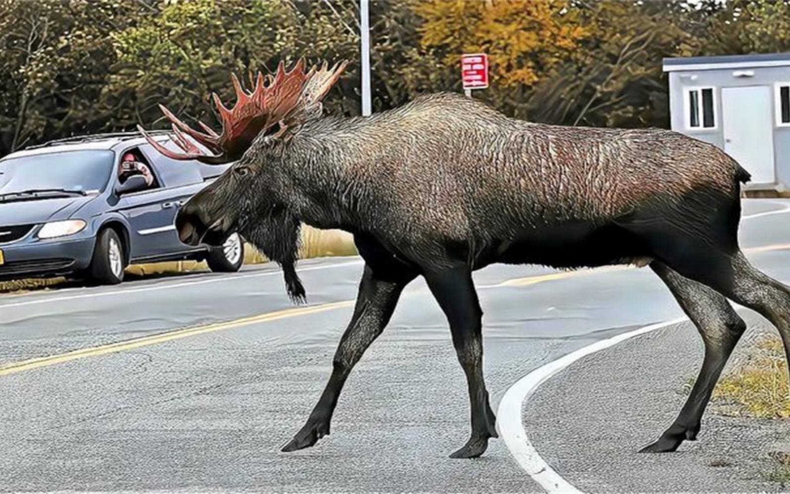 四不像正版資料的探索與解析，四不像正版資料的深度探索與解析