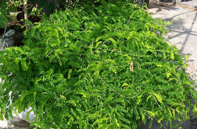 肝病最怕一味草藥，探索神奇的天然療法，肝病克星，神奇天然療法探索