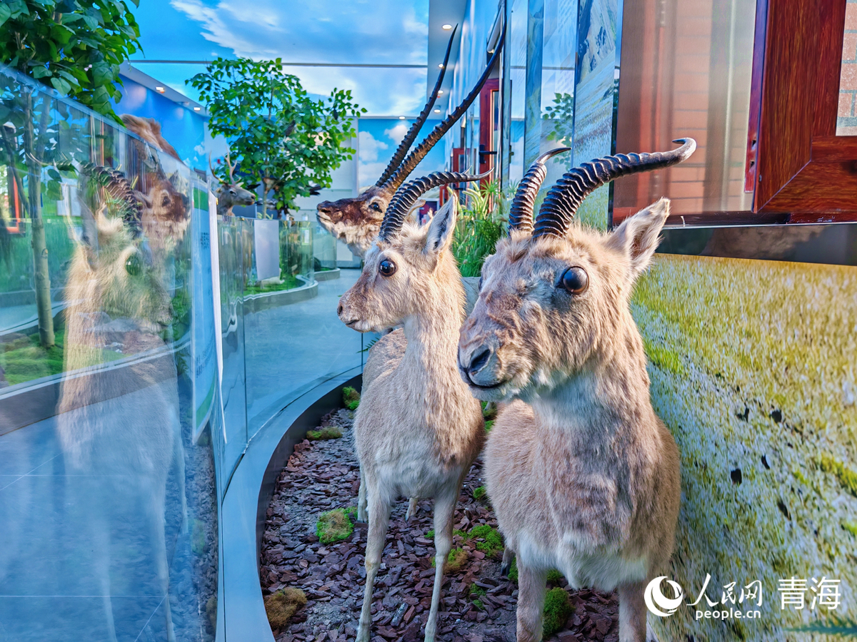 王中王四不像圖必中一肖——揭秘彩票背后的秘密，揭秘彩票背后的秘密，王中王四不像圖必中一肖的真相探索